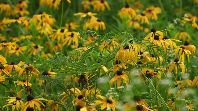Black-eyed Susans (Rudbeckia hirta) Flowers blossoming in the fields