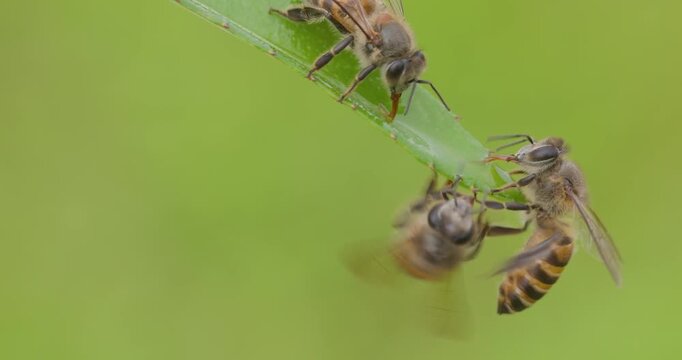 Indian Honey Bees jostling on a leaf for sweet liquid; slow motion monsoon morning macro