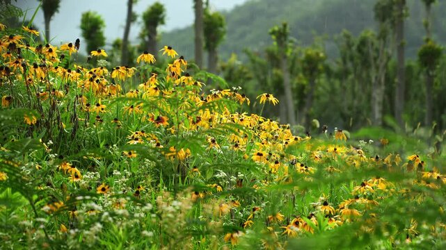 Field of Yellow Coneflowers during rain (4K25p)