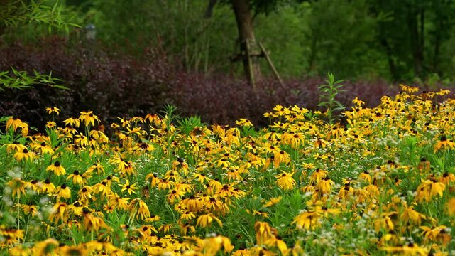 Serene View of yellow coneflowers growing in the mountainous region of China (4K25p)