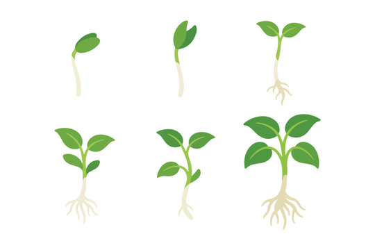 cartoon plant seed growth progress