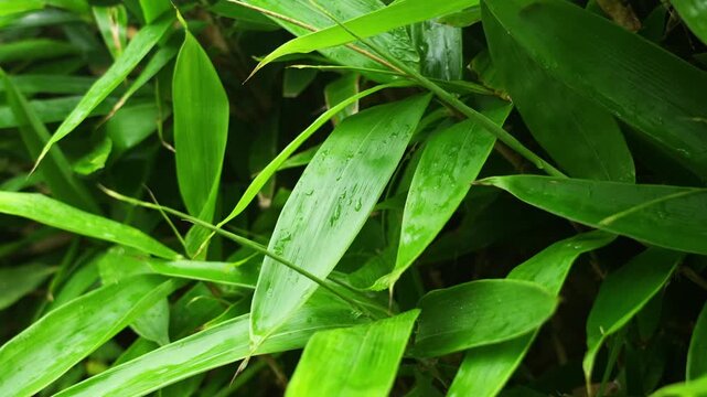 Close-up of green leaves in the thick bushes with water droplets after rain (4K25p)