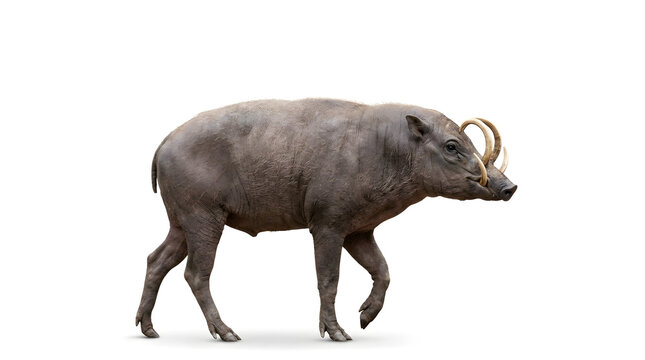 Full body babirusa isolated on a white background. Rare Indonesian wild pig with distinctive curved tusks, perfect for wildlife conservation, biodiversity, education, and nature projects.