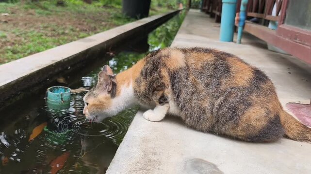 The cat is drinking water.