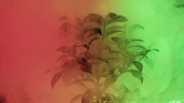 Air damage. Global warming. Industry emission. Ecology pollution. Bonsai tree growing under plastic corrugated pipe blowing blur red green smoke on dark background.