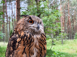 Obraz premium Macro portrait close up of a majestic Eurasian eagle owl with bright orange eyes, beautiful wise predator bird looking away in a green summer forest. 