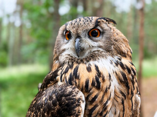 Obraz premium Macro portrait close up of a majestic Eurasian eagle owl with bright orange eyes, beautiful wise predator bird looking away in a green summer forest. 