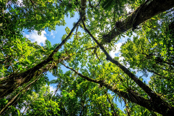 Fototapeta premium Low angle view of a lush green tropical forest canopy against a bright blue sky