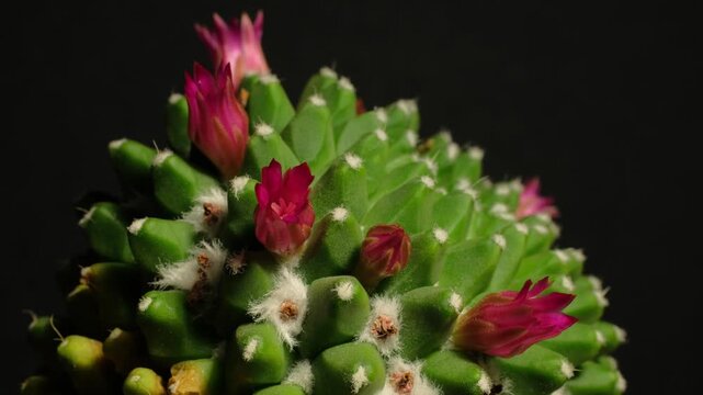 Macro time-lapse of colorful cactus blossom, showing delicate petal movement.