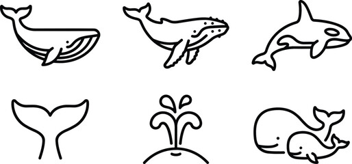 Whale Species and Marine Mammal Line Icon Set with Blue Whale, Humpback, Orca Killer Whale, Fluke Tail, Blowhole Spout, and Calf Symbols © Md