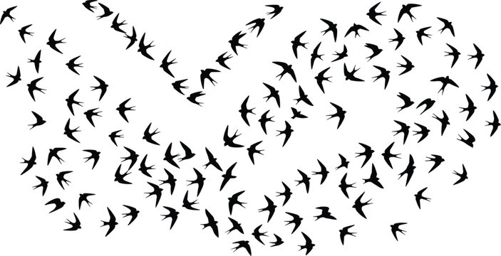 Large flock of flying swallow silhouettes in decorative swirling motion for nature-inspired graphic design projects