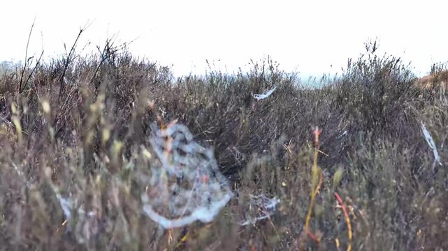 Spiderweb with morning dew on heather