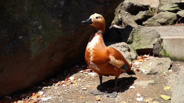 Beautiful orange duck in Izu zoo, Japan, standing among rocks and dry leaves under bright sunlight. Wildlife and travel concept. Close-up of a ruddy shelduck bird in a Japanese zoo.