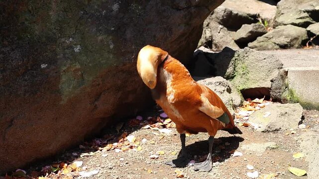 Ruddy shelduck in Japan in a natural-style zoo habitat with rocks, dry leaves and strong sunlight. Scenic bird portrait from Izu zoo in warm daylight against natural stone background.