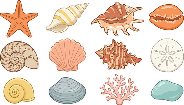 Set of seashells, starfish, coral, sand dollar, and marine beach treasures isolated on white background vector collection