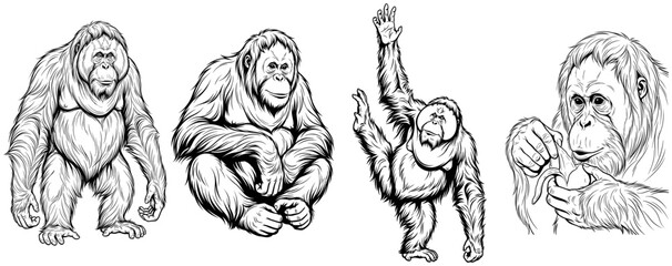 Obraz premium Orangutan character set. Black ink line illustration. Wildlife nature primate theme. For t-shirt print and apparel. Suitable for logo and stickers.
