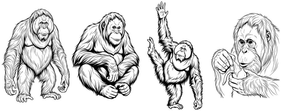 Orangutan character set. Black ink line illustration. Wildlife nature primate theme. For t-shirt print and apparel. Suitable for logo and stickers.