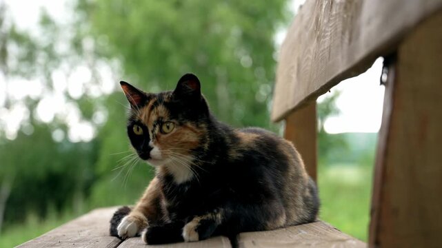 Domestic tortoiseshell cat resting on a rustic wooden bench, grooming its fur while looking around curiously, with a lush green natural background creating a soft bokeh effect