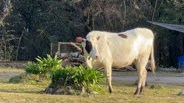 vaca, res, ternera, becerra, vaquilla, bovino
