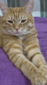 Cat ginger pet resting on purple fabric while looking into camera lens at home in soft indoor lighting