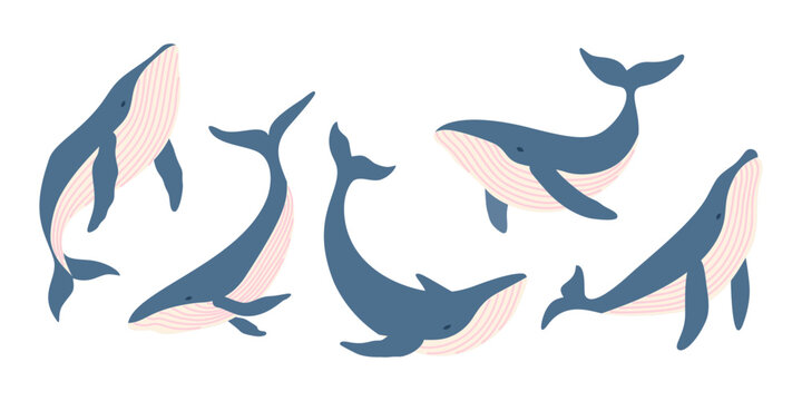 Whale Element Set in Hand Drawn Flat Cartoon Style. Blue humpback whales, marine mammal, ocean animal, sea life, underwater wildlife and summer aquatic collection