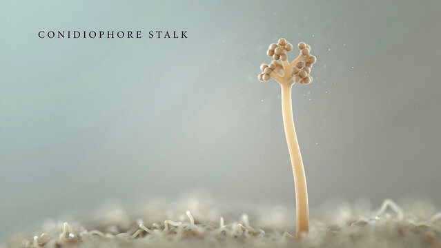 Conidiophore stalk with conidia spore bearing structure growing out of substrate surface in microbiology  a type of fungal hyphae growth formation