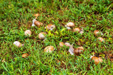 Curious Roman snail raising its tentacles among a group on green grass. Concept of exploration, leadership, wildlife, biodiversity, curiosity, teamwork and natural behavior. © Marek