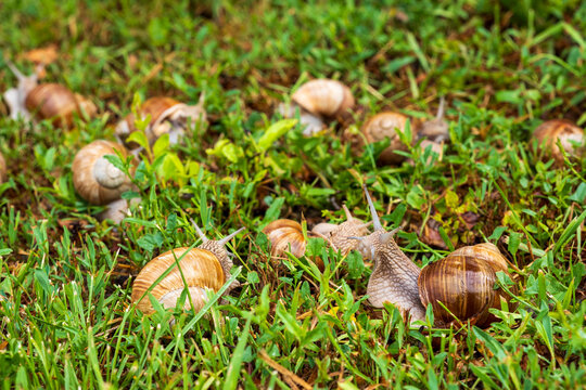 Curious Roman snail raising its tentacles among a group on green grass. Concept of exploration, leadership, wildlife, biodiversity, curiosity, teamwork and natural behavior.