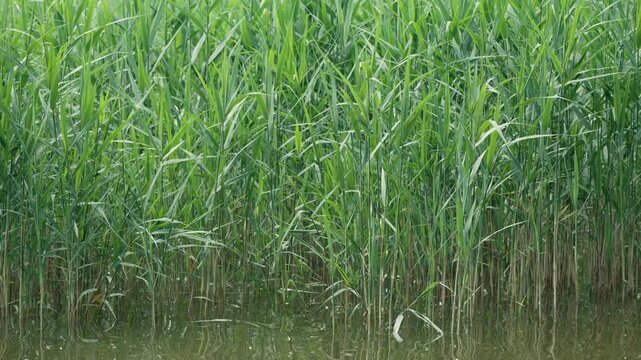 Verdant common reeds growing densely in a tranquil pond, their long leaves and stems swaying gently with the movement of the calm water, creating a serene and natural background scene