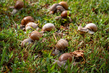 Roman snails crawling through wet grass after rain. One snail leads the group while others follow in soft focus, showing natural wildlife, biodiversity and seasonal migration. © Marek