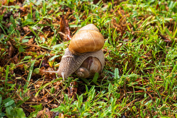 Roman snails mating on green grass after rain. Close-up of two land snails during reproduction in their natural habitat, symbolizing wildlife, biodiversity, life cycle and nature. © Marek