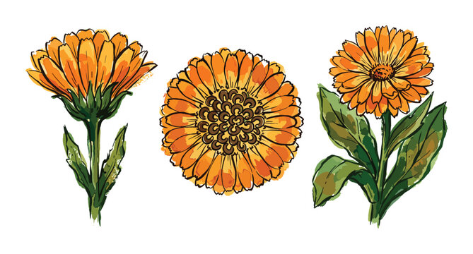 Three watercolor botanical orange calendula marigold flower sketches