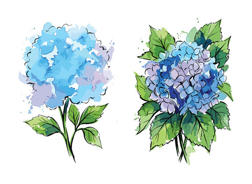 Blue watercolor hydrangea flower illustrations with green foliage