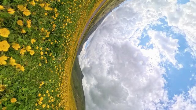 Alpine Buttercups Meadow Yellow Flower Field Landscape 360 Little Planet Transition to Summer Mountains View