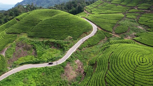 Cinematic Drone Flight Over Munnar Tea Estates, Kerala