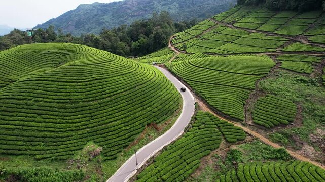 Scenic Aerial View of Green Tea Plantations in Munnar