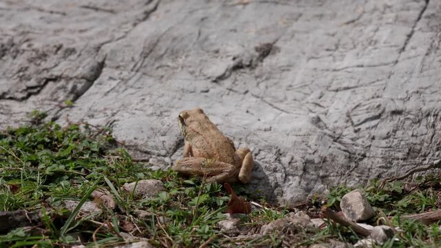 Spring Peeper Pseudacris crucifer small chorus frog amphibian up-close natural habitat