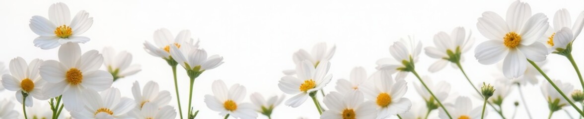Obraz premium Delicate gypsophila blossoms scattered on white , image, texture