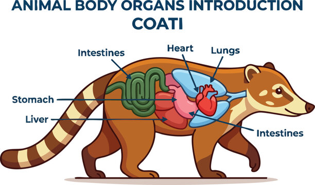 An anatomical diagram of a coati showing its internal organs including lungs heart stomach and intestines
