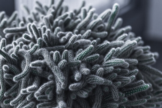 Cose-up of hairy, trailing cactus stems with dense white spines, selective focus.
