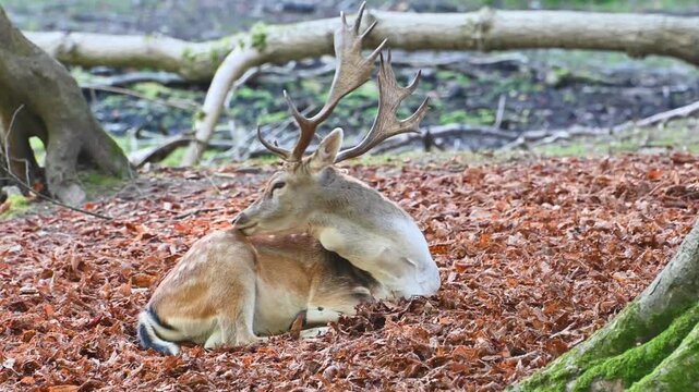 Sika deer resting in Marselisborg forest.