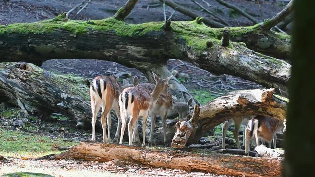Group of Sika Deer walking through woodland forest