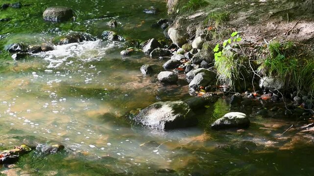 Crystal clear stream bordered by lush moss and foliage in Denmark wilderness.