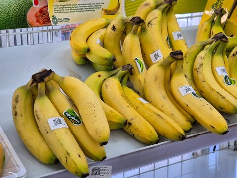Fresh Ripe Yellow Bananas Displayed on Supermarket Shelf in Grocery Store Produce Section. Pamekasan, Indonesia - Jul 10, 2026.