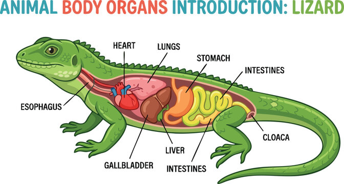 An educational anatomical diagram of a green lizard showing internal organs with labels on a white background