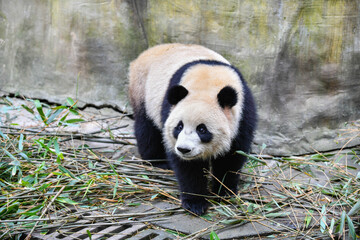 Obraz premium Giant panda walking on bamboo floor inside the Chengdu Research Base of Giant Panda Breeding in Chengdu, China