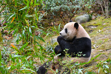 Giant panda eating bamboo in Chengdu, China  © I Viewfinder