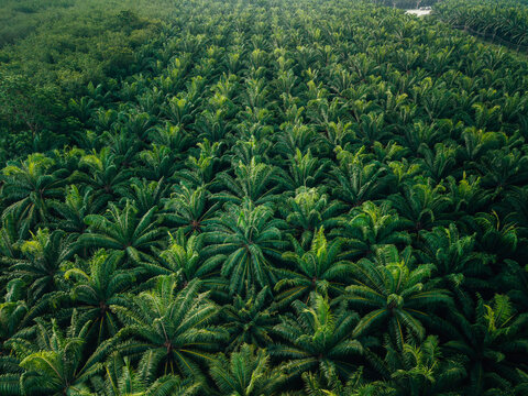 Top Down Aerial View of Symmetric Palm Oil Plantation Pattern
