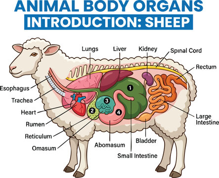 Anatomical diagram of a sheep showing internal organs including the fourchambered stomach lungs heart and intestines