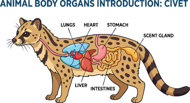 Anatomical diagram showing internal organs of a civet labeled lungs heart stomach liver intestines and gland